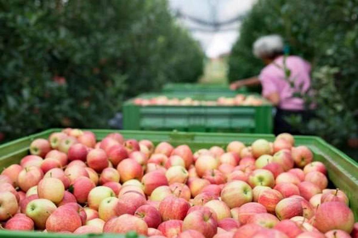 Новости Ингушетии: Крупнейший сельхозпроизводитель Ингушетии ожидает урожай в 50 тысяч тонн продукции