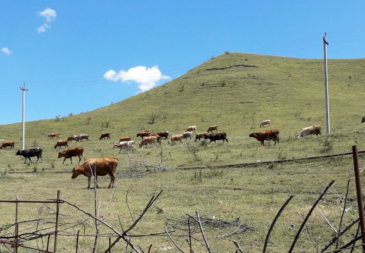 Новости Ингушетии: В Ингушетии окажут грантовую поддержку становлению и развитию фермерских хозяйств