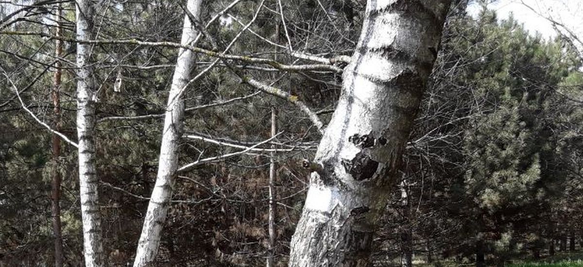 Новости Ингушетии: В Мужичинском участковом лесничестве Ингушетии завершили проверку деревьев