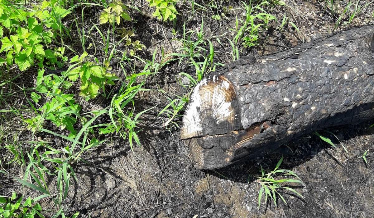Новости Ингушетии: Самовольное выжигание сухой травы наносит вред флоре и фауне Ингушетии