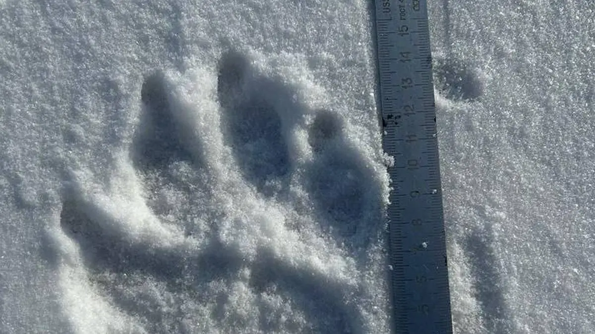 Новости Ингушетии: В Ингушетии завершился зимний маршрутный учёт диких животных и птиц