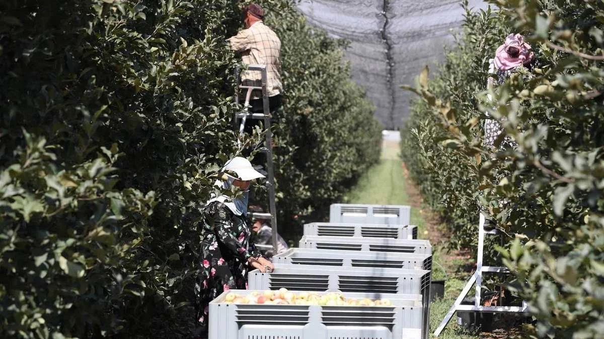 Новости Ингушетии: В Ингушетии на 2026 год запланирован экспорт продукции на 9,4 млн долларов