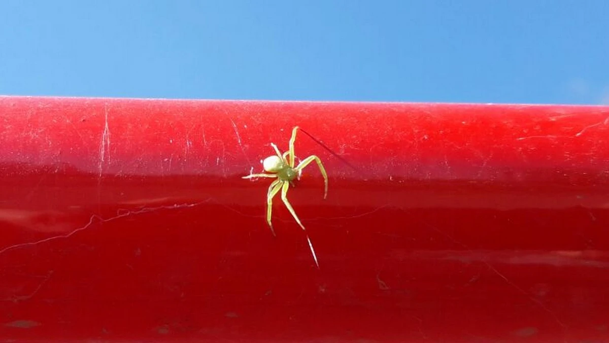 Новости Ингушетии: Арахнофоби йолаш ба вай мехкара 30% бахархой