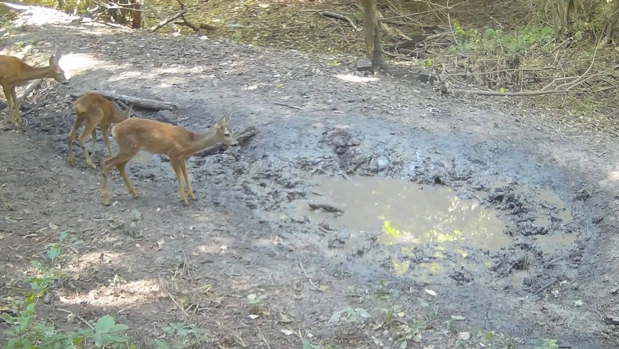Новости Ингушетии: ГӀалгӀайчен бахархошта хьун вахар довзийт