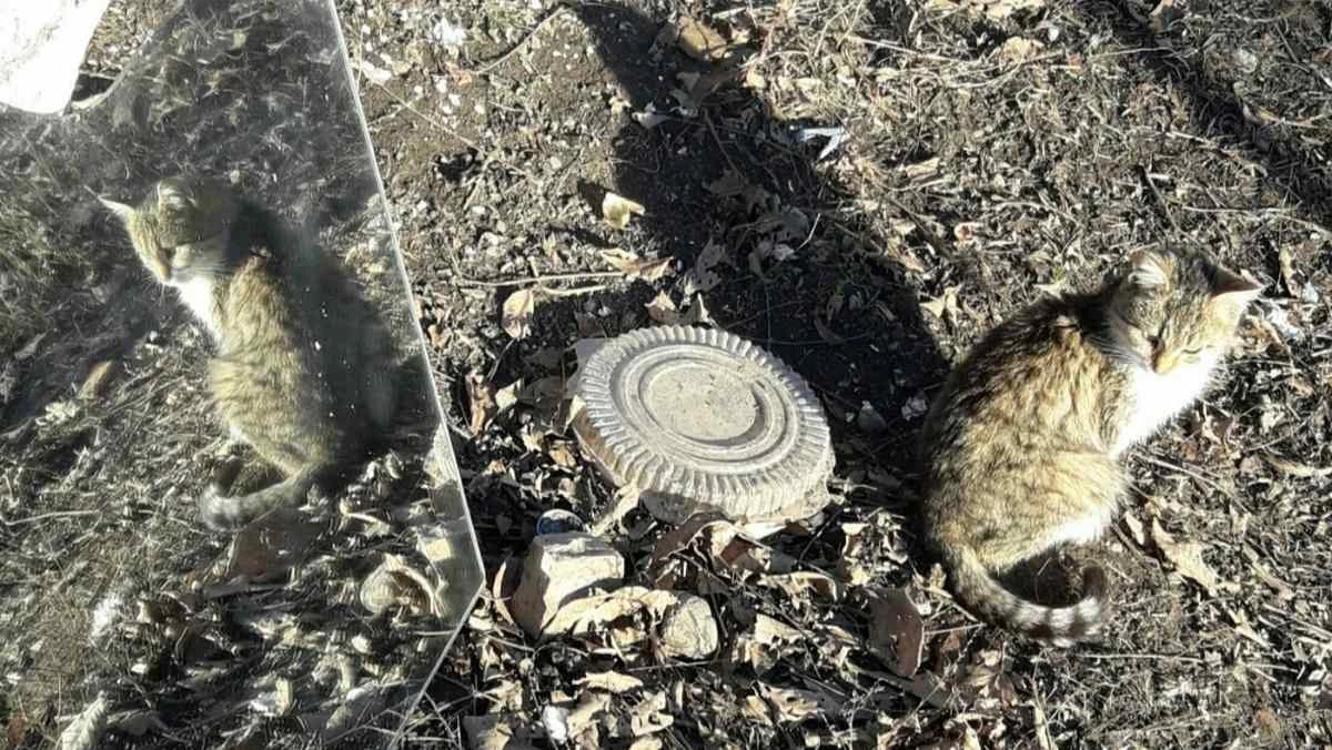 Новости Ингушетии: Жителей Ингушетии пригласили участвовать в познавательном VII Экодиктанте