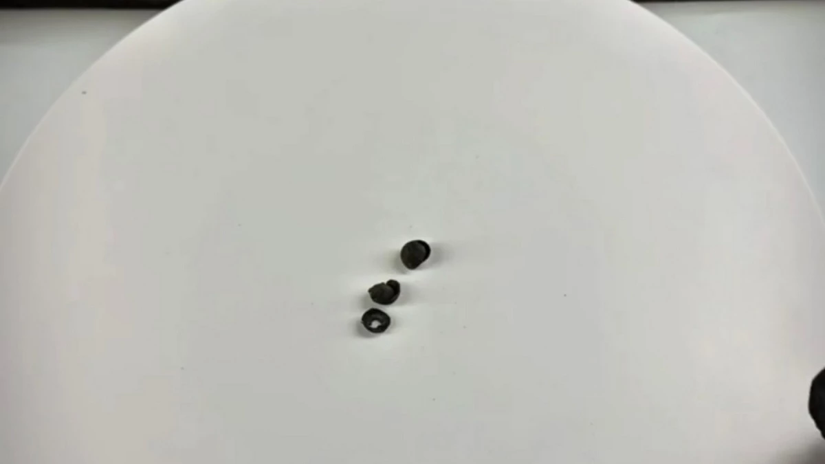 Новости Ингушетии: Лоаман моттигашкара теркам тӏаоза хӏамаш корайир археологашта