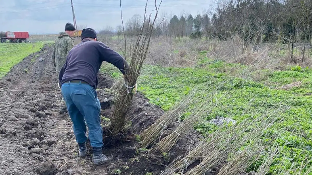 Новости Ингушетии: Более 60 тысяч саженцев ясеня и акации высадили в Ингушетии