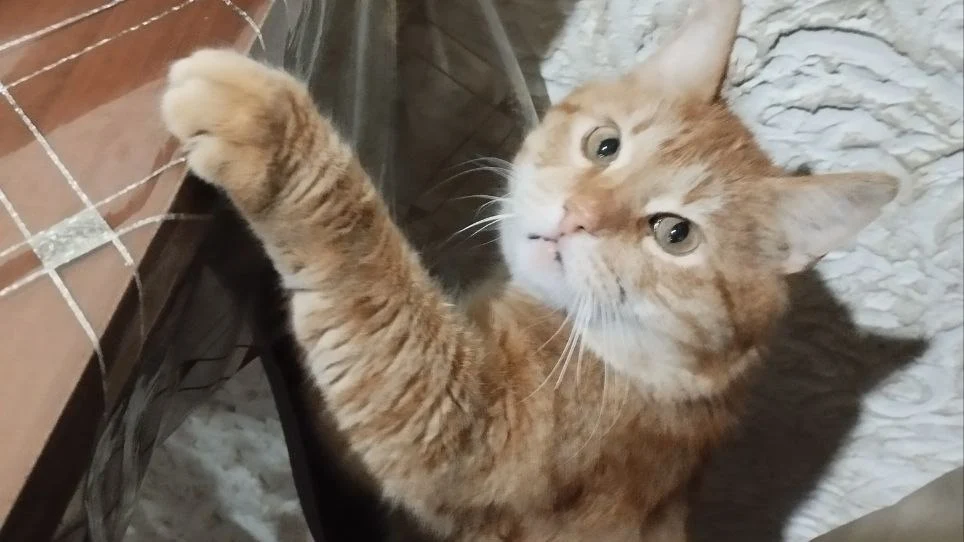 Новости Ингушетии: Кафе ухарашкара, ший дакъа дӀадехаш да, цӀи йоаца пицока