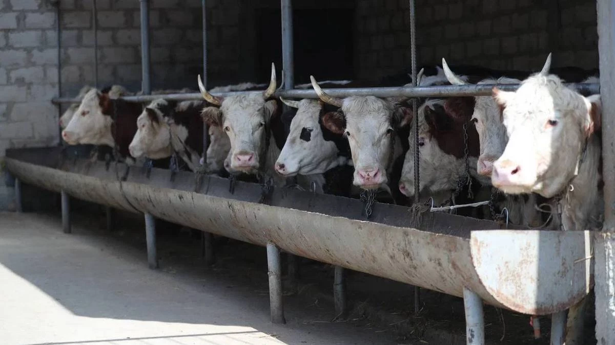 Новости Ингушетии: В Ингушетии обеспечивают многостороннюю поддержку аграрного бизнеса