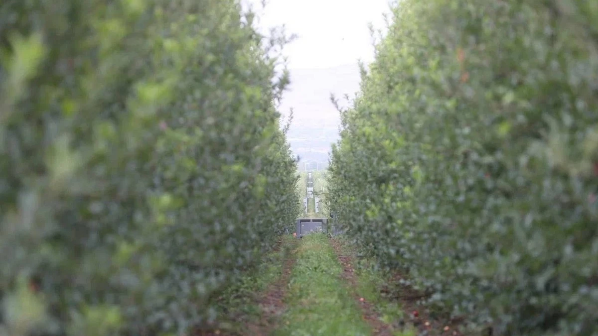Новости Ингушетии: В крупном фруктовом хозяйстве Ингушетии идет подготовка деревьев