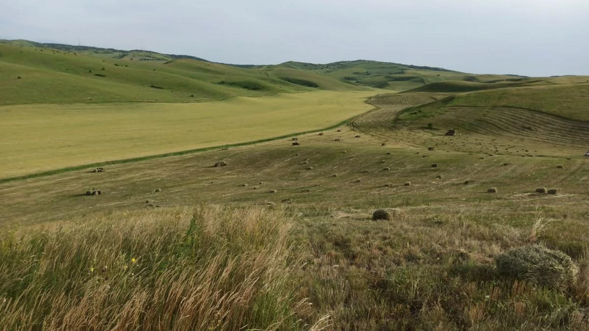 Новости Ингушетии: Россельхозцентр Ингушетии проводит обследование полей и лесополос