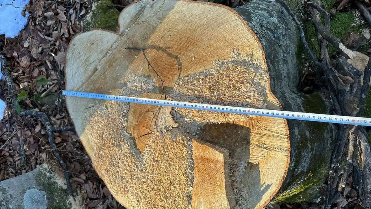 Новости Ингушетии: В Ингушетии на арендованном лесном участке выявили серьезные нарушения