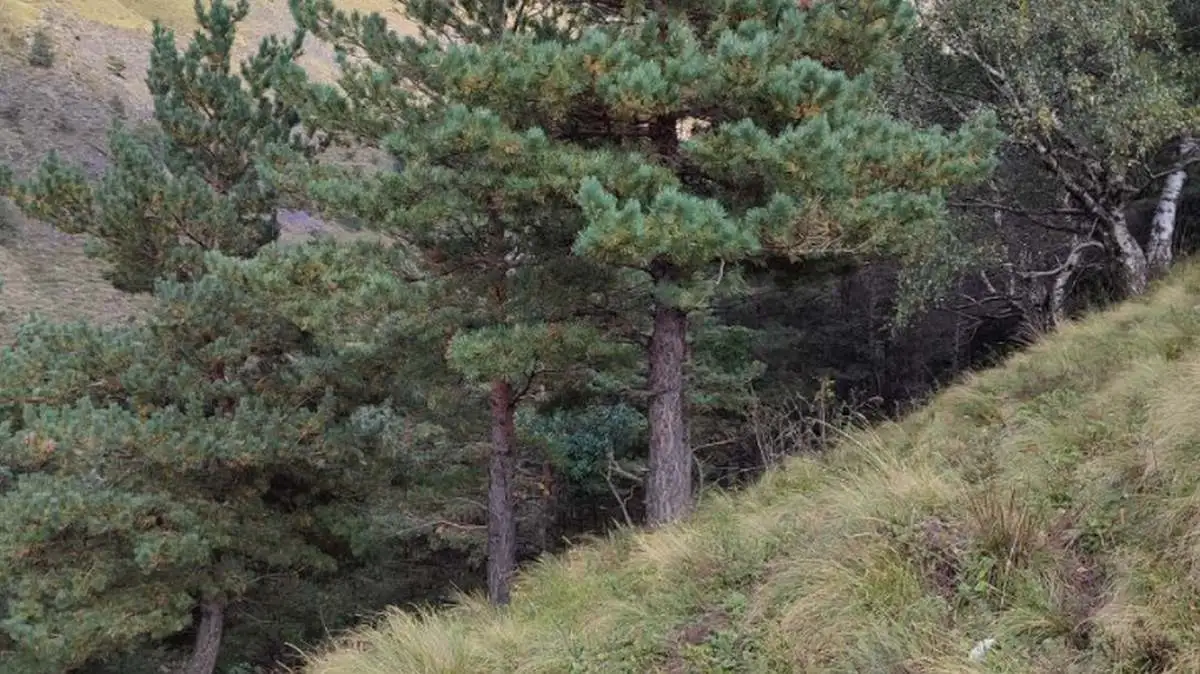 Новости Ингушетии: Вай хьунашкарча оакхарий, оалхазарий хьал тохкаш ба тахан