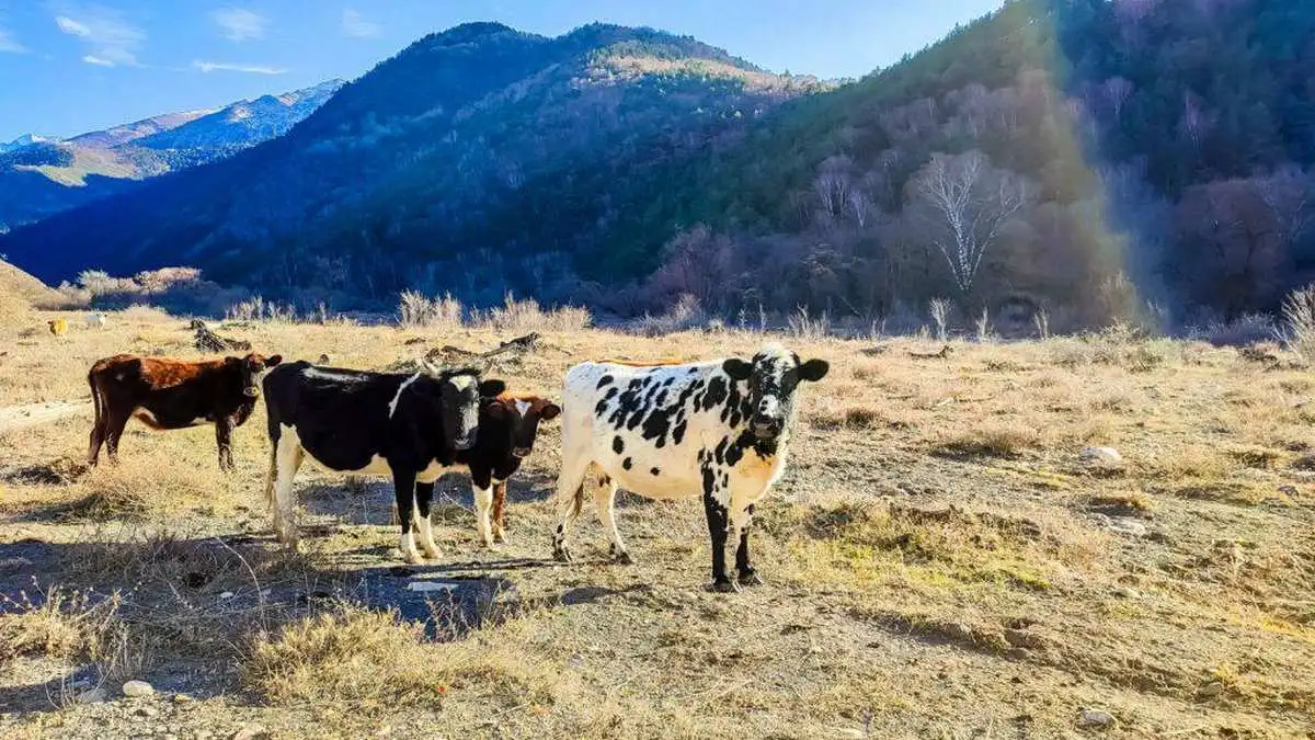 Новости Ингушетии: В Ингушетии выросло производство продукции животноводства
