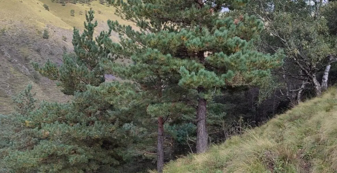 Новости Ингушетии: В Ингушетии усиливают борьбу с незаконной вырубкой лесных насаждений