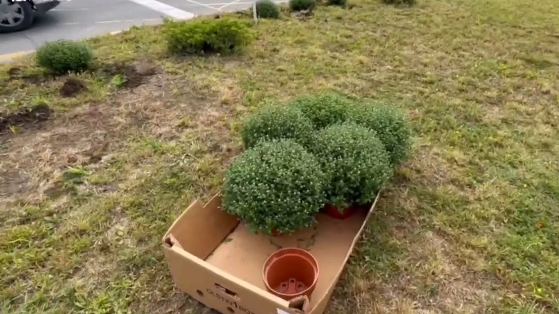 Новости Ингушетии: Гуйранара зизаш дӀадогӀаш латт Магасе