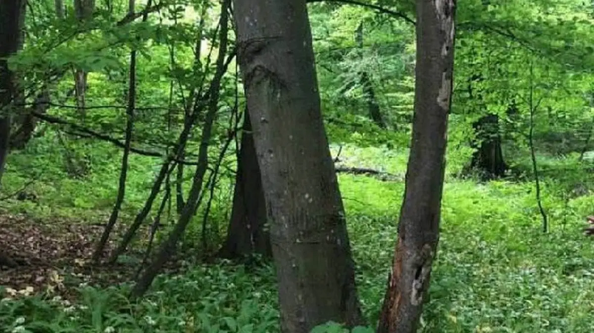 Новости Ингушетии: В лесах Ингушетии уничтожают засидки  браконьеров