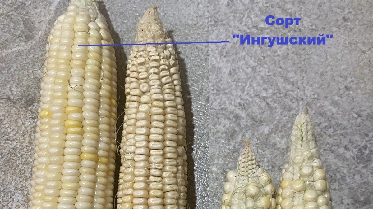 Новости Ингушетии: Спасенная в горах Ингушетии столетняя кукуруза прижилась во Франции