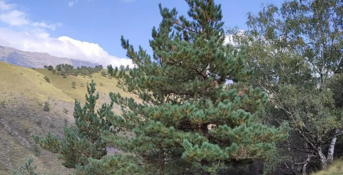 Новости Ингушетии: В Ингушетии пернатую дичь охраняют от браконьеров