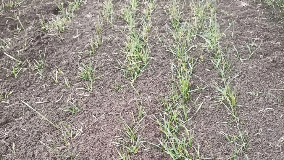 Новости Ингушетии: Агрономы Ингушского РСЦ проверили семенные участки на полях Малгобекского района