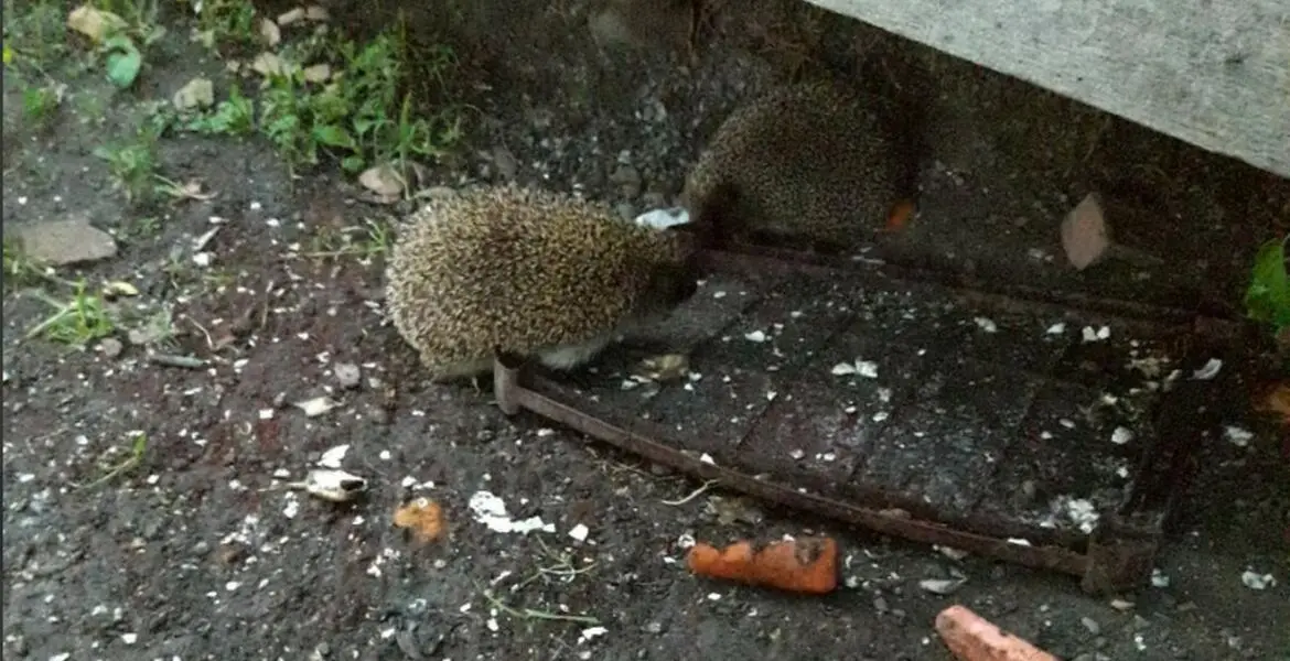 Новости Ингушетии: Жители Ингушетии назвали животных, живущих в их дворе