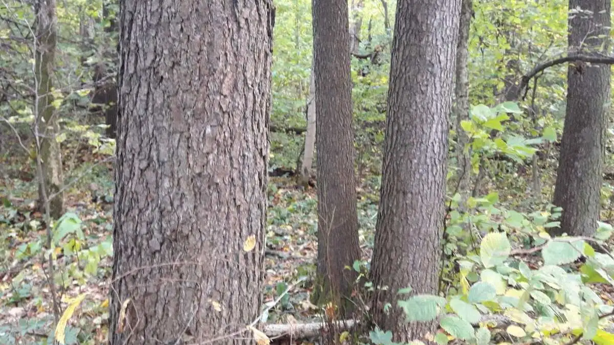 Новости Ингушетии: Охотоведы уничтожают в Ингушетии браконьерские ловушки