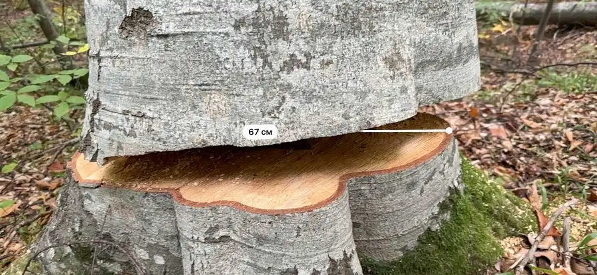 Новости Ингушетии: Лесному фонду Ингушетии нанесен ущерб в сумме 51 млн рублей