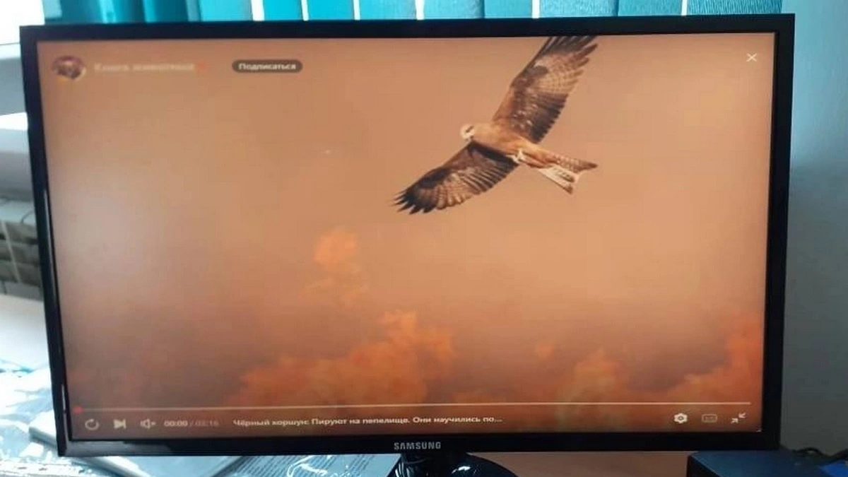 Новости Ингушетии: Юным натуралистам Ингушетии рассказали о пожарном коварстве коршуна