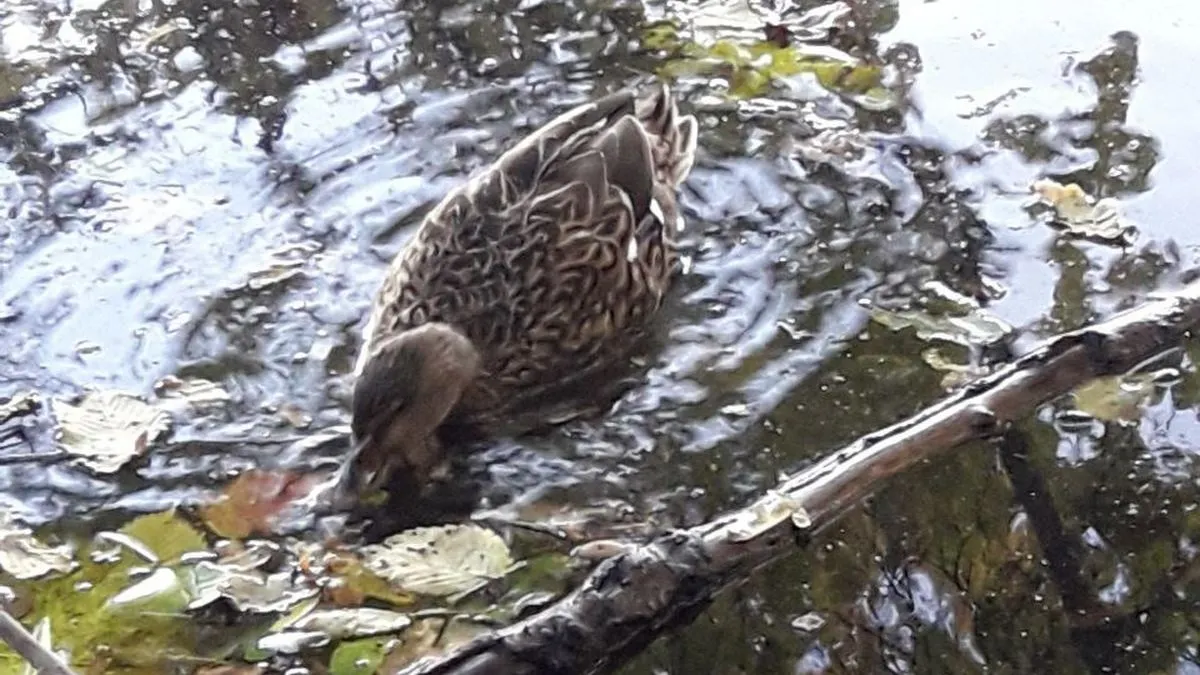 Новости Ингушетии: Сурташ даха дийнаташта кIийле ярах, дика гӀулакх хет ГӀалгӀайчен 40% бахархошта