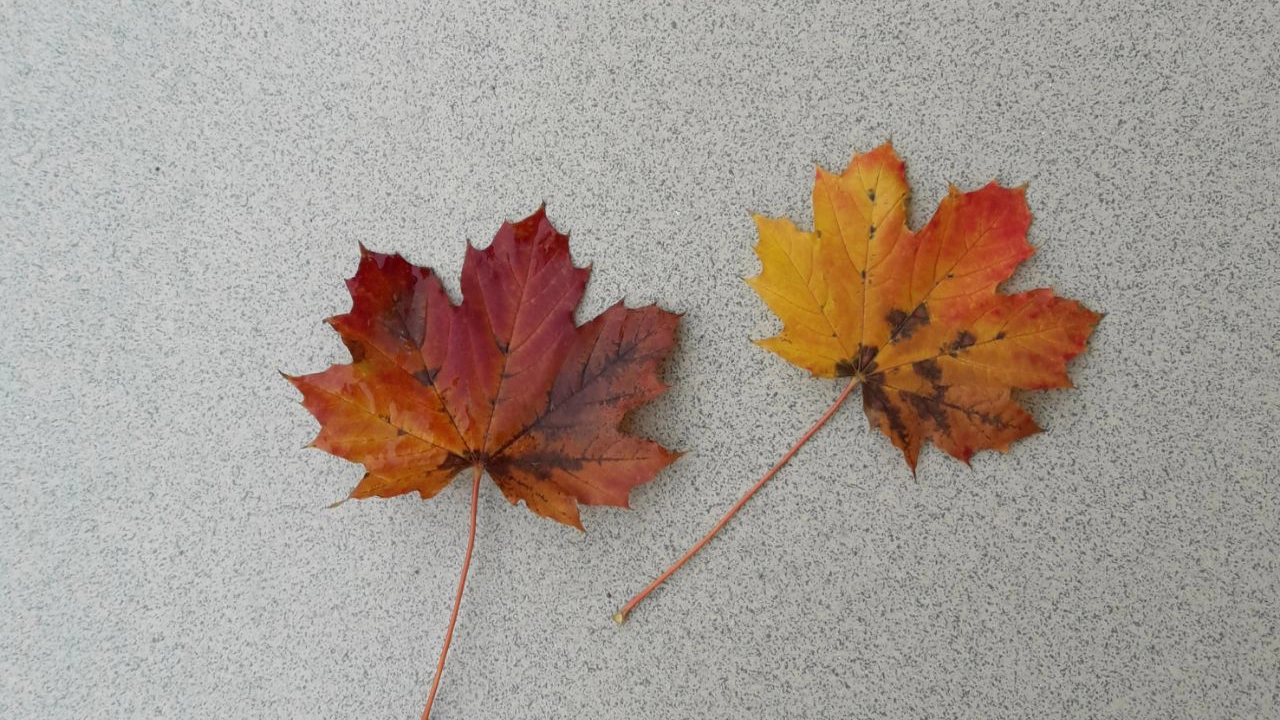 Новости Ингушетии: Пятьсот деревьев посадят в Ингушетии в память о защитниках России