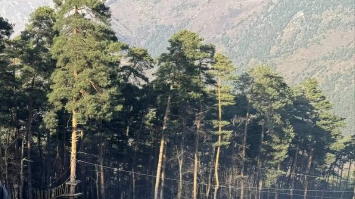 Новости Ингушетии: На восстановление лесов Ингушетии направят 18 миллионов рублей