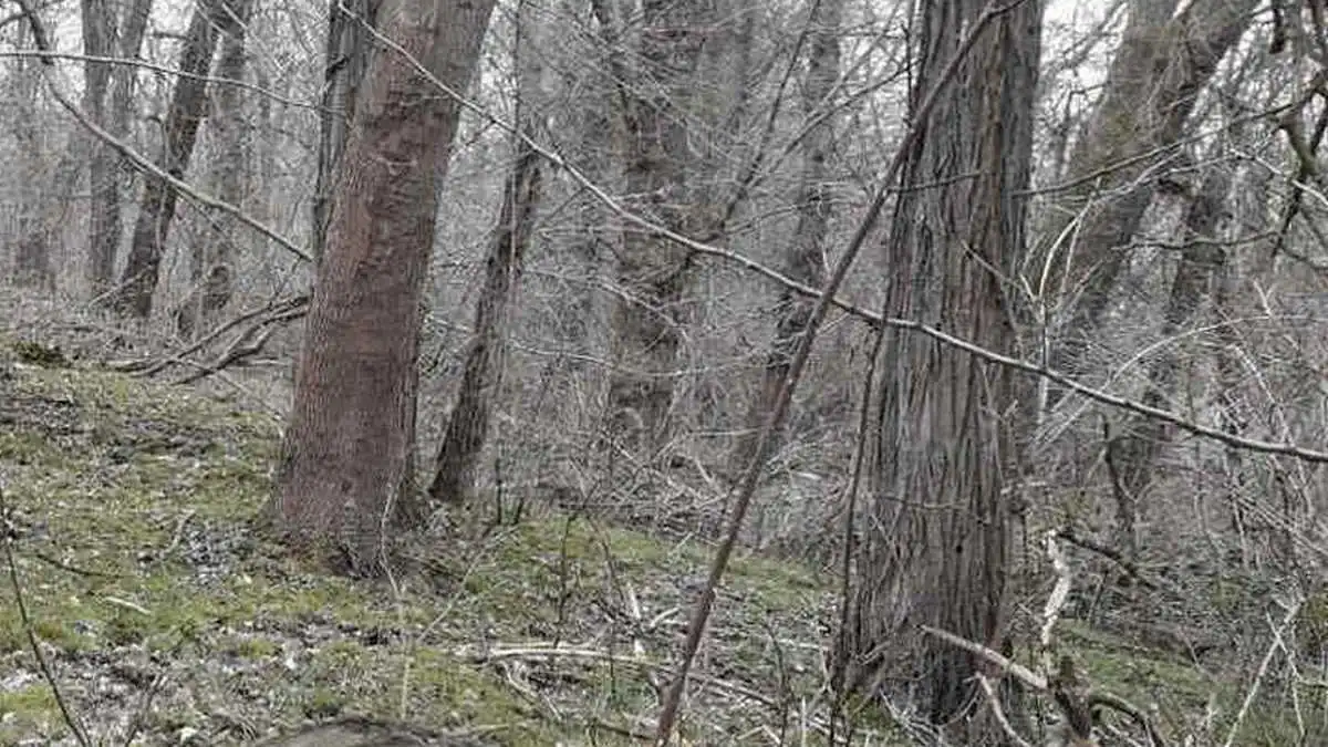 Новости Ингушетии: В 2024 году в Ингушетии проверят здоровье 500 лесных гектаров