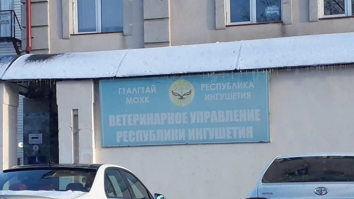 Новости Ингушетии: Ветеринарные врачи Ингушетии спасли умирающего енота