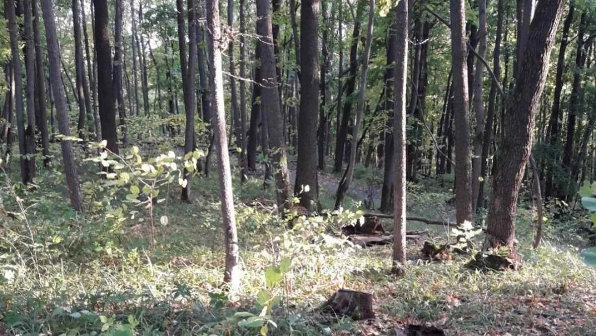 Новости Ингушетии: Хьун боахама зе даьраш лохаш ба тахан мехка