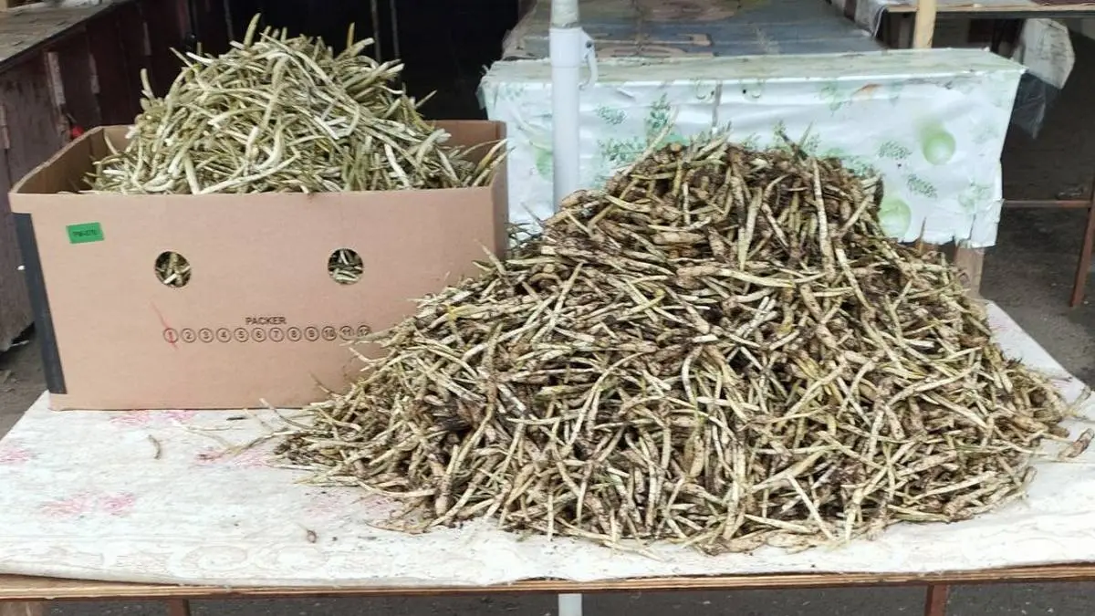 Новости Ингушетии: В Ингушетии цена на лесной деликатес снизилась с 1200 до 900 рублей