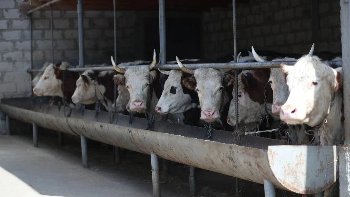 Новости Ингушетии: ГӀалгӀай мехка дийбад доахан, оалхазараш, жа, гаьзарий