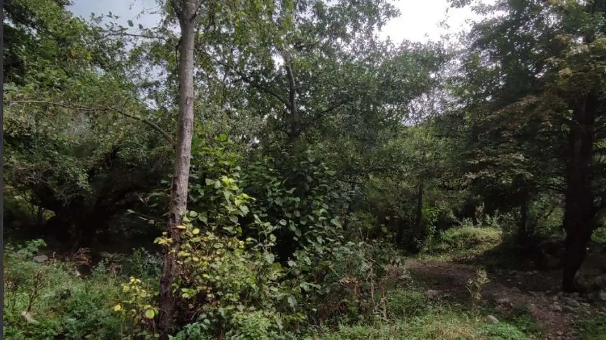 Новости Ингушетии: ГӀалгӀайчен 750 хьун даькъ тӀа, уж тоадеш дола балхаш дӀахьоргда