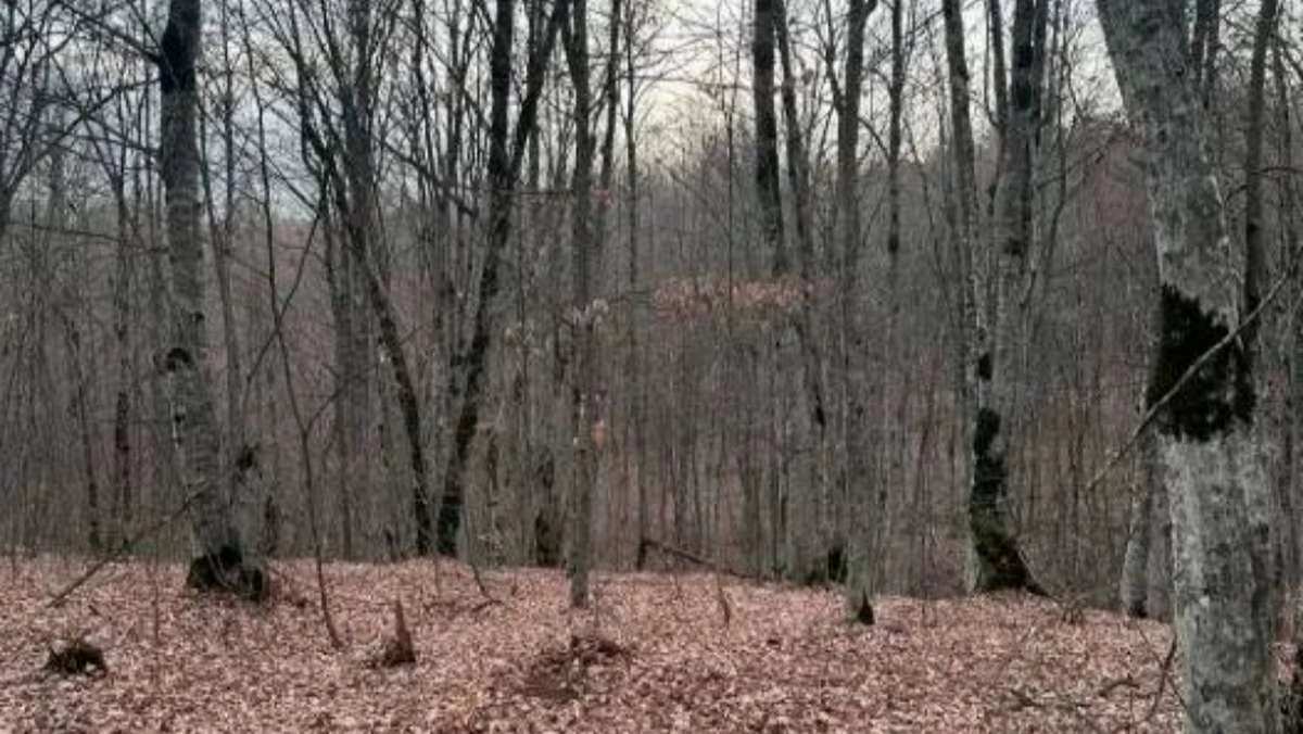 Новости Ингушетии: В Ингушетии специалисты оценили состояние лесов и дали прогноз на будущее