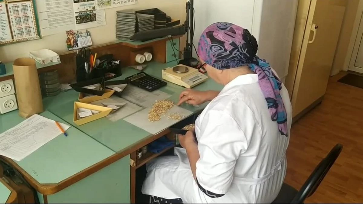 Новости Ингушетии: Специалисты провели в Ингушетии большую работу по защите растений