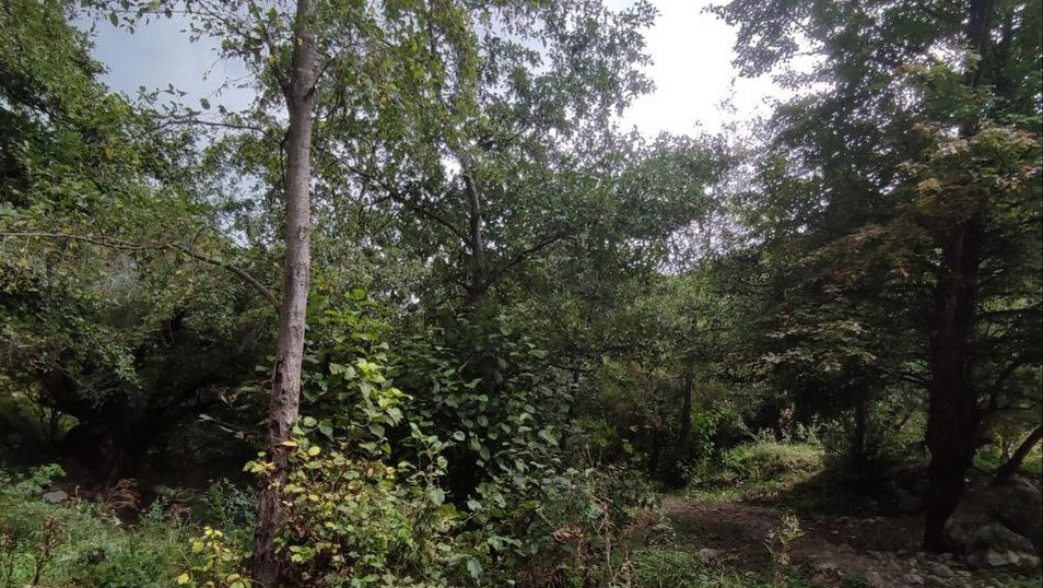 Новости Ингушетии: Животные в лесах Ингушетии получают дополнительный паек