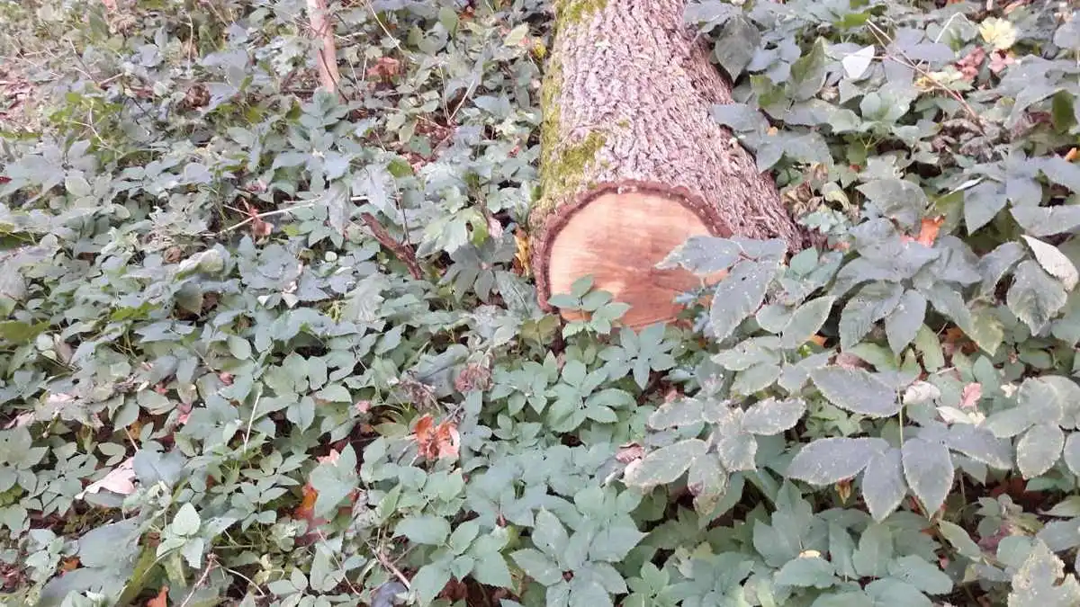 Новости Ингушетии: В Ингушетии разыскивают виновника незаконной рубки деревьев