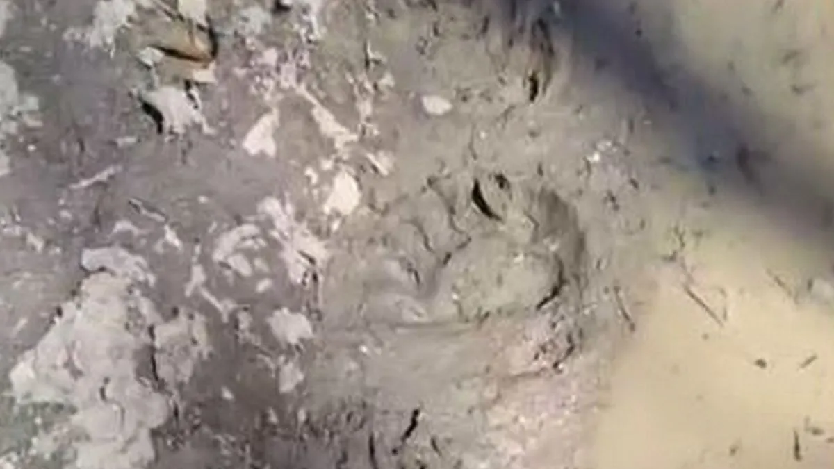 Новости Ингушетии: В лесах Ингушетии отмечается пробуждение медведей