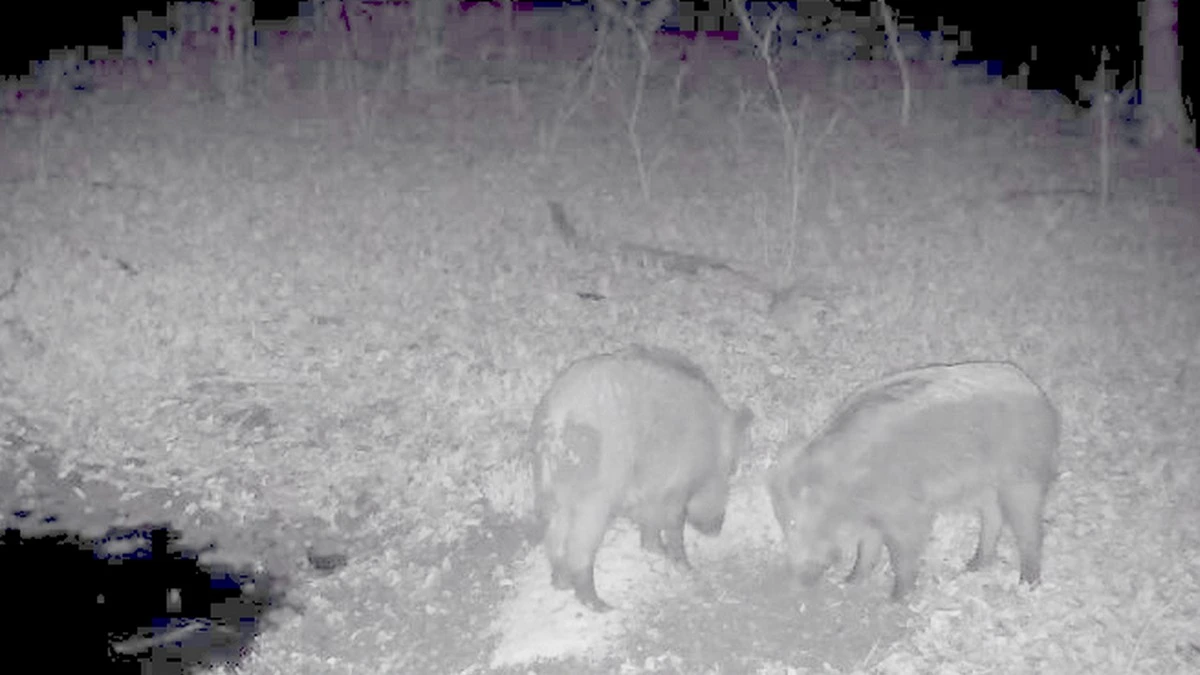 Новости Ингушетии: С начала текущей недели в Ингушетии выявлено 5 нарушений в области охоты