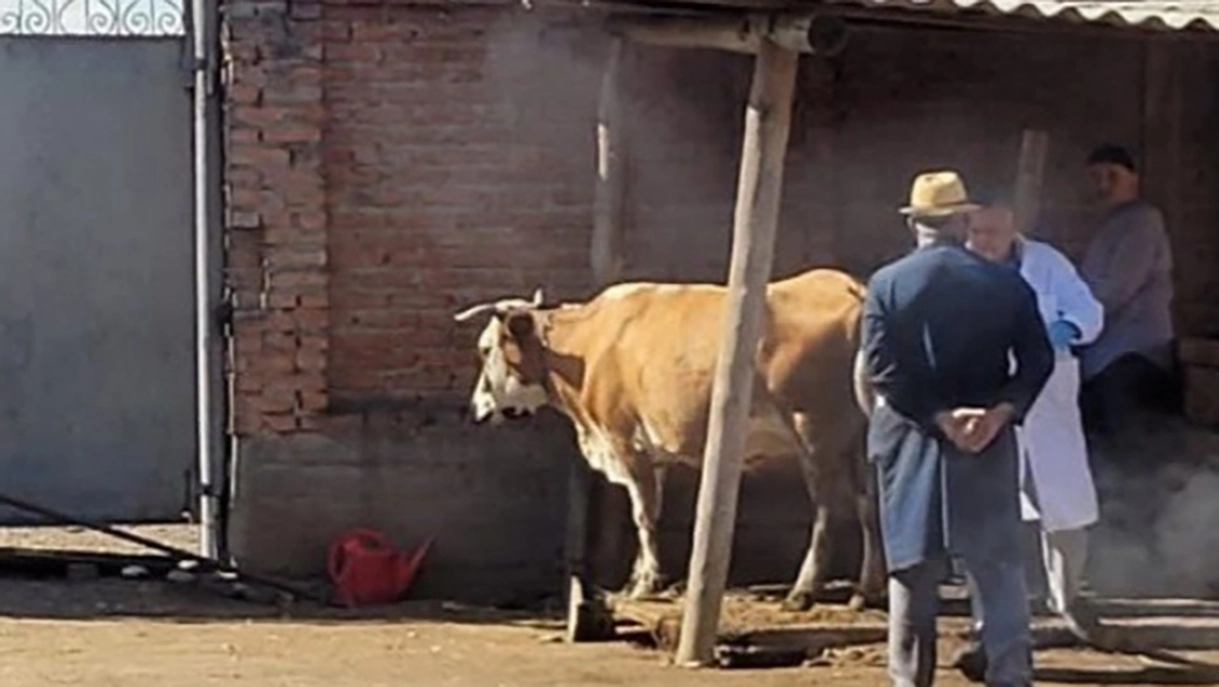Новости Ингушетии: Ветеринарные врачи Ингушетии проводят профилактические мероприятия