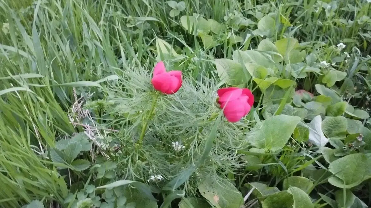 Новости Ингушетии: Дикие пионы украсили луга Ингушетии