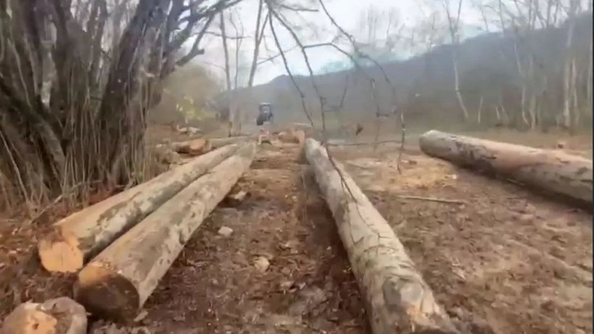 Новости Ингушетии: В Ингушетии задержан с поличным «черный лесоруб»