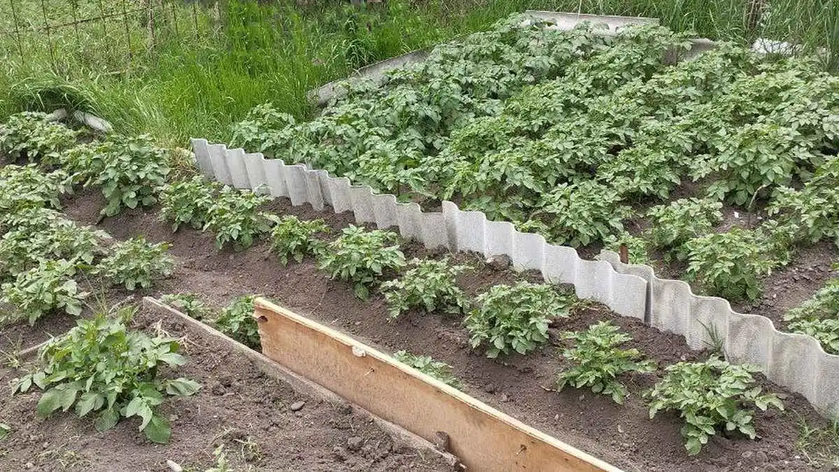 Новости Ингушетии: Полмиллиона рублей получат труженики лучшего ЛПХ Ингушетии