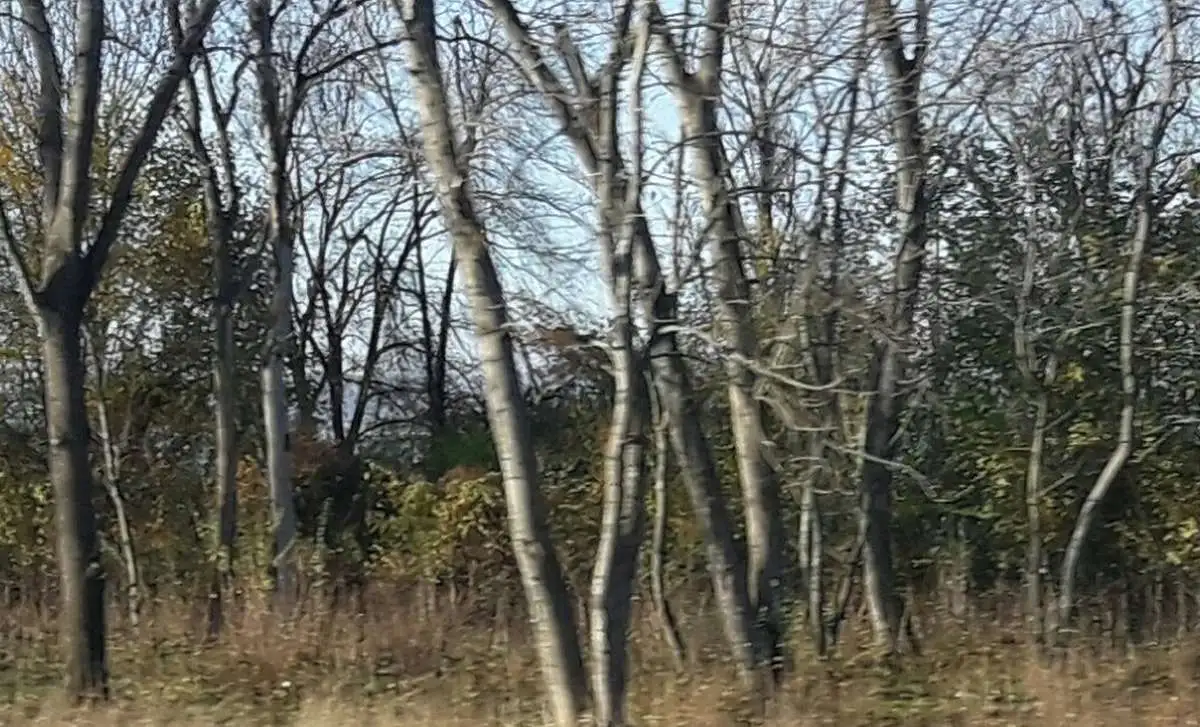 Новости Ингушетии: В Ингушетии спасли двух человек, заблудившихся в лесу