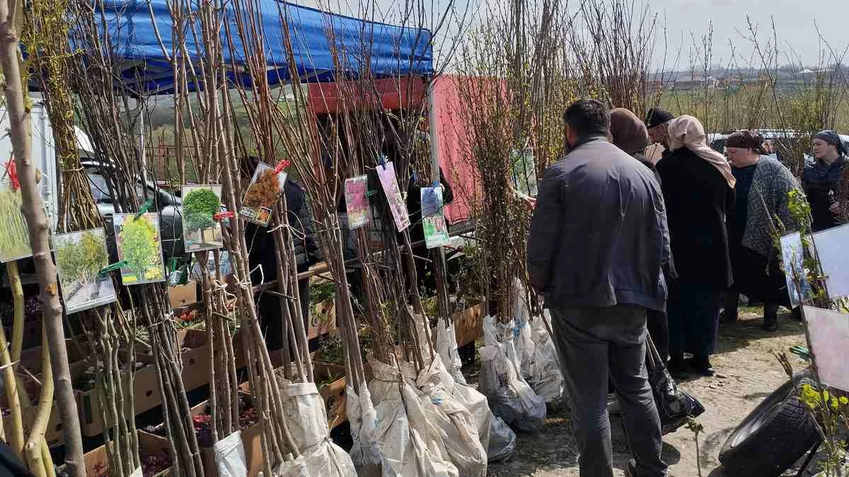 Новости Ингушетии: Жители Ингушетии увеличивают количество фруктовых деревьев в своих садах