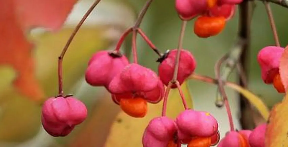 Новости Ингушетии: О ядовитых плодах бересклета предупредили жителей Ингушетии